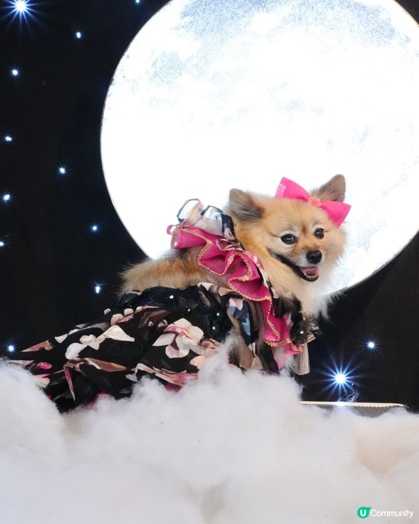 一日限定打卡活動