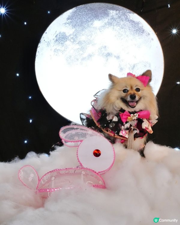 一日限定打卡活動