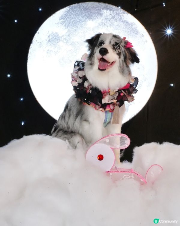 一日限定打卡活動