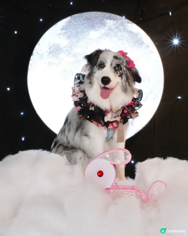 一日限定打卡活動