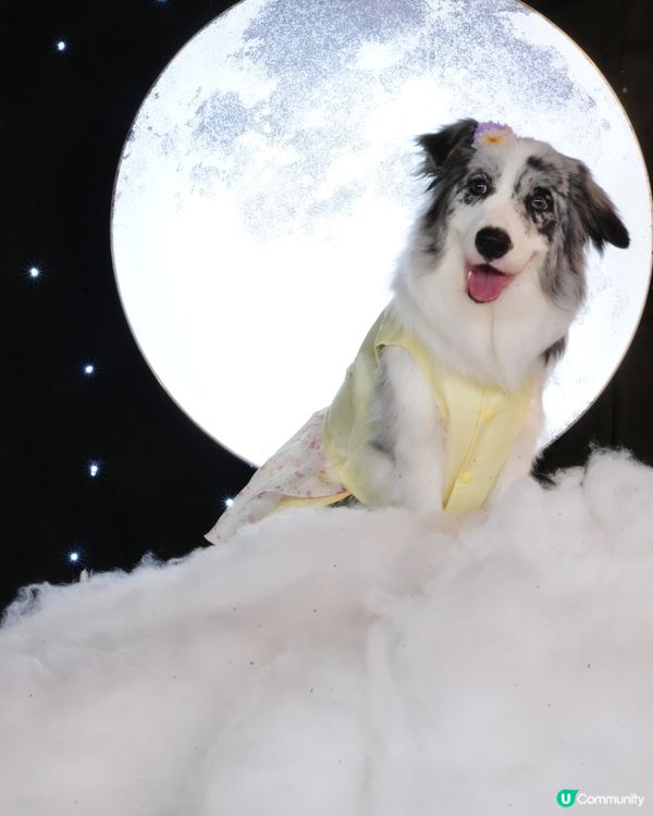 一日限定打卡活動