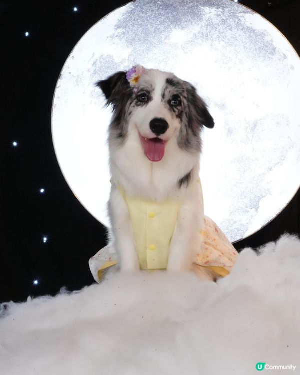 一日限定打卡活動