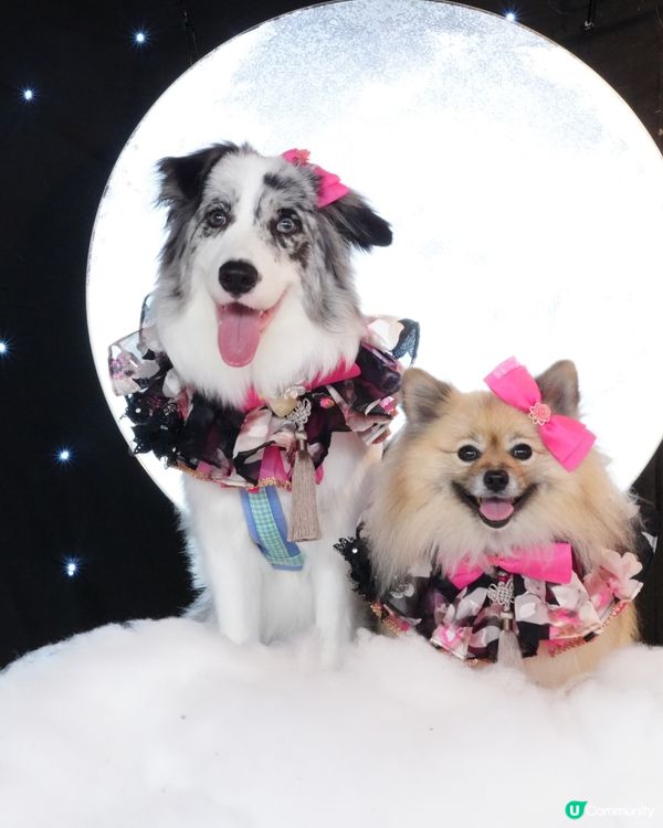 一日限定打卡活動