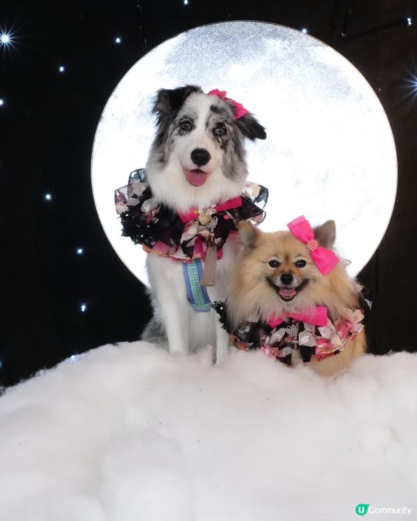 一日限定打卡活動