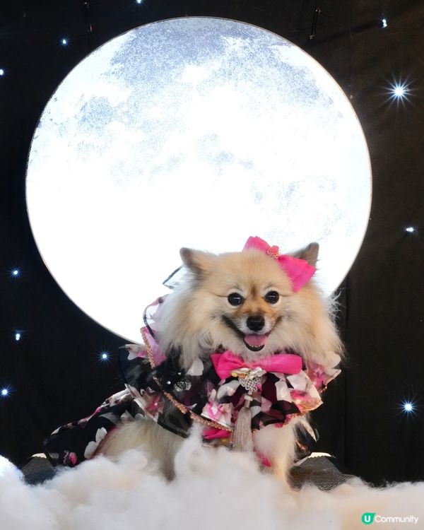 一日限定打卡活動