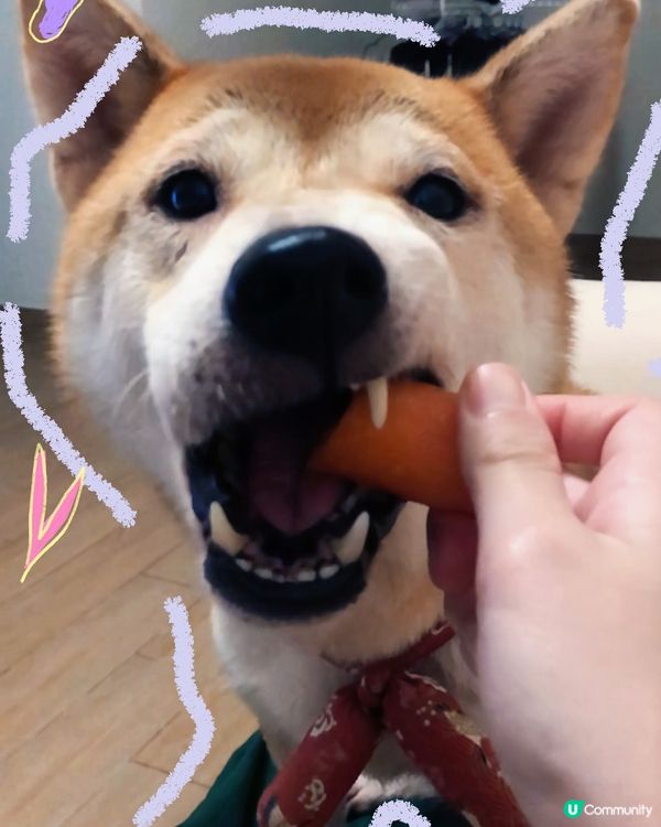 📎🐾🐾🐾