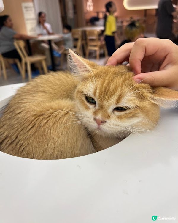 荔枝角貓貓cafe😻！被貓貓包圍呀～ 必去！ 🐾
