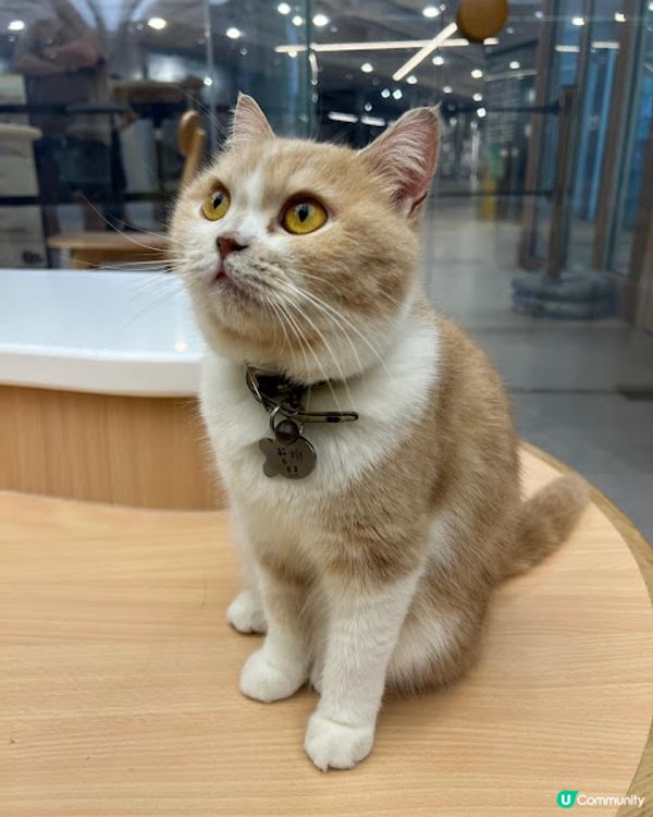 荔枝角貓貓cafe😻！被貓貓包圍呀～ 必去！ 🐾