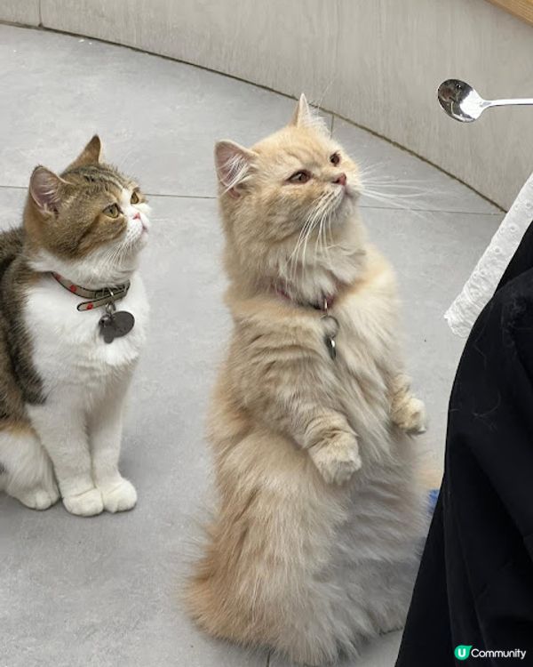 荔枝角貓貓cafe😻！被貓貓包圍呀～ 必去！ 🐾