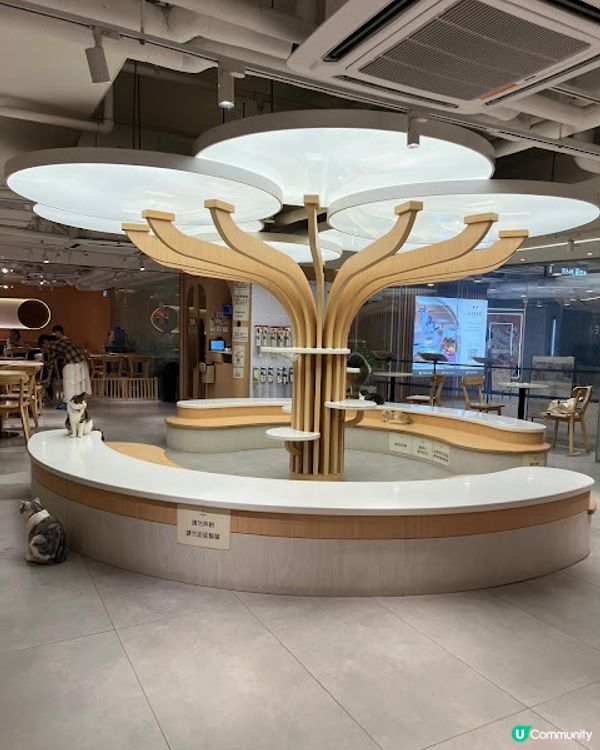 荔枝角貓貓cafe😻！被貓貓包圍呀～ 必去！ 🐾