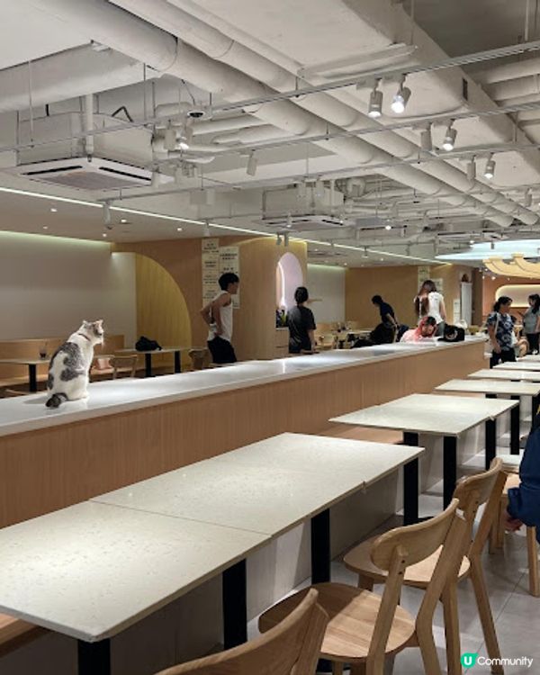 荔枝角貓貓cafe😻！被貓貓包圍呀～ 必去！ 🐾