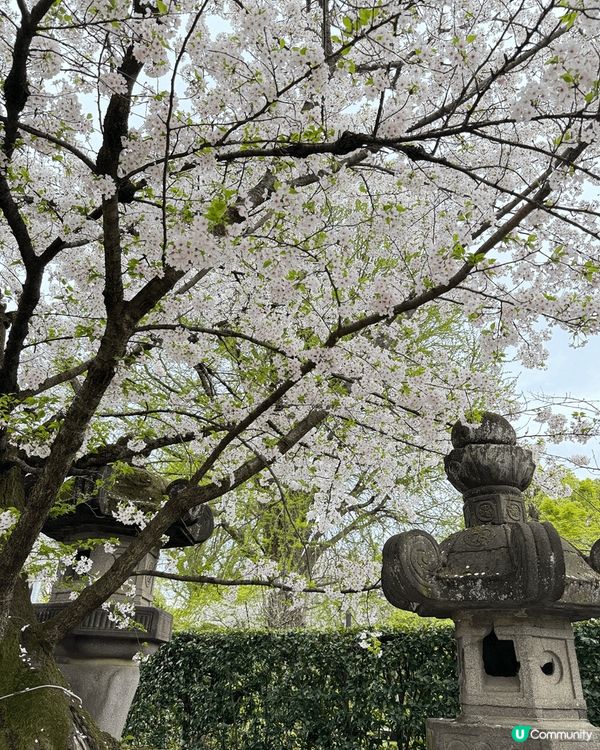 想介紹的打卡熱點是日本東京。四月份的東京係睇櫻花嘅最佳季節，...
