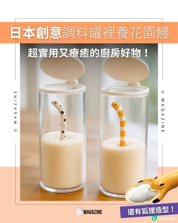 日本創意調料罐裡養花園鰻！超實用又療癒的廚房好物