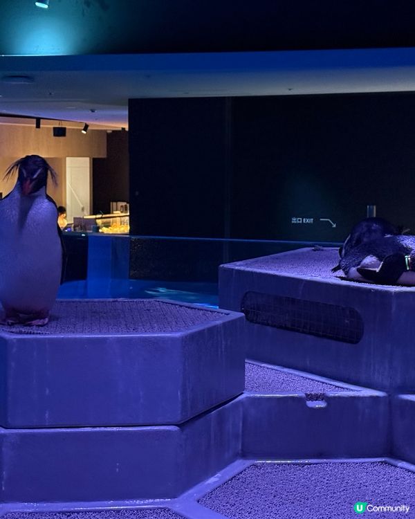 ［北海道晚間活動］全新開業AOAO Sapporo狸小路水族館