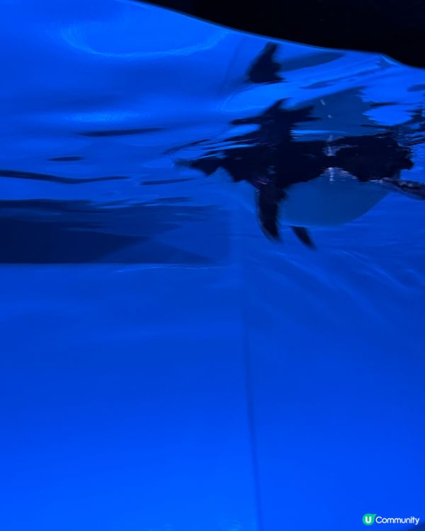 ［北海道晚間活動］全新開業AOAO Sapporo狸小路水族館