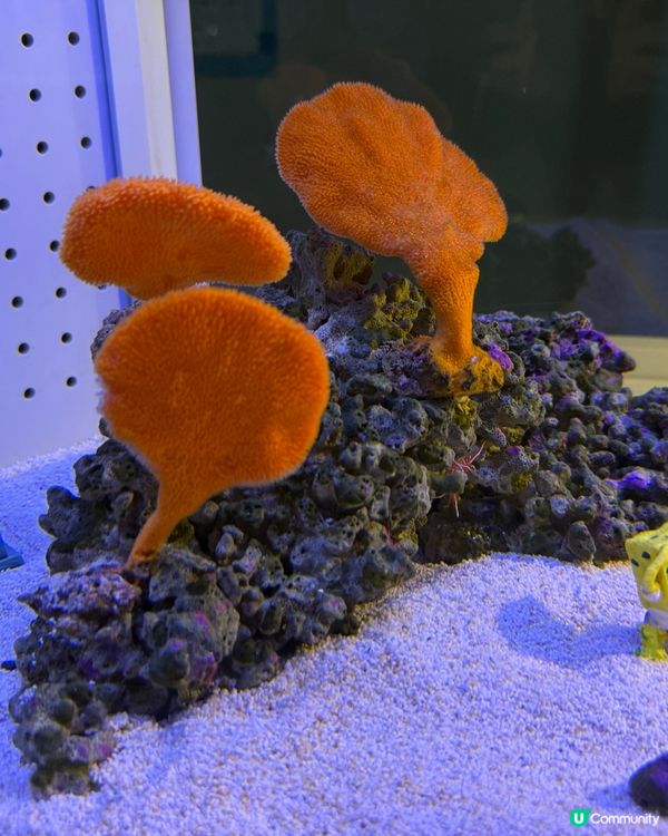 ［北海道晚間活動］全新開業AOAO Sapporo狸小路水族館