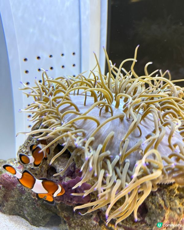 ［北海道晚間活動］全新開業AOAO Sapporo狸小路水族館