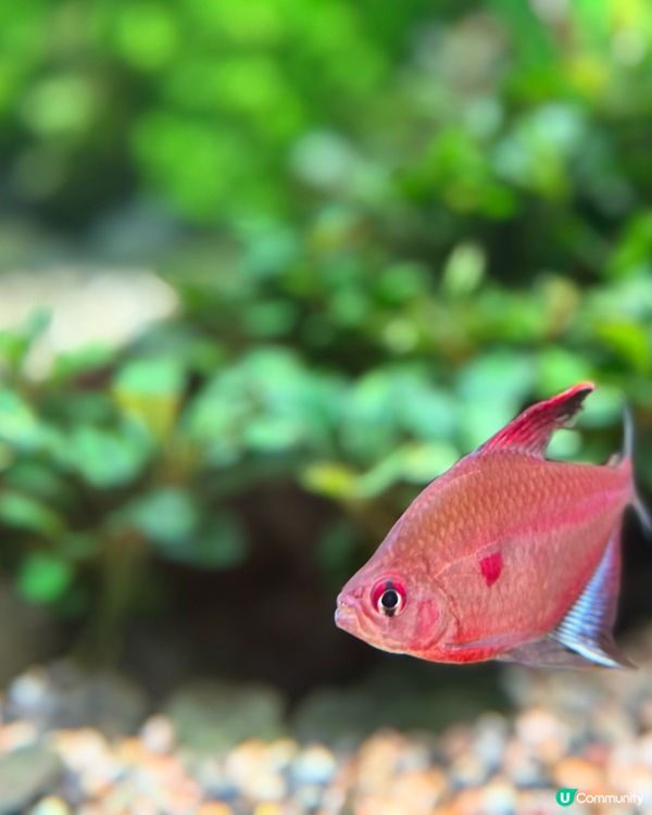 ［北海道晚間活動］全新開業AOAO Sapporo狸小路水族館