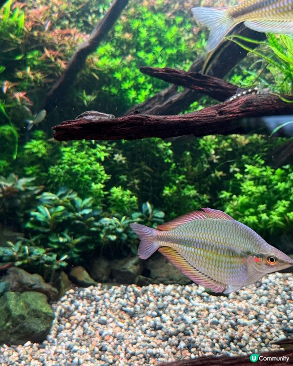 ［北海道晚間活動］全新開業AOAO Sapporo狸小路水族館