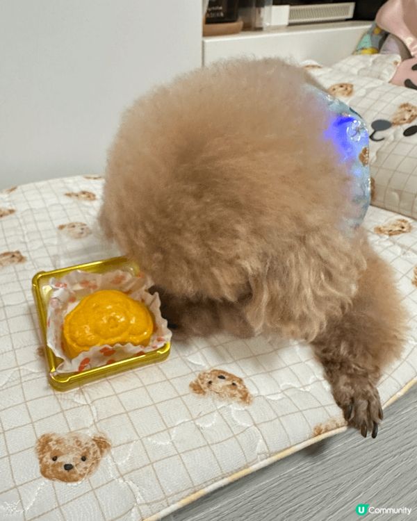 自家制狗狗月餅🥮，