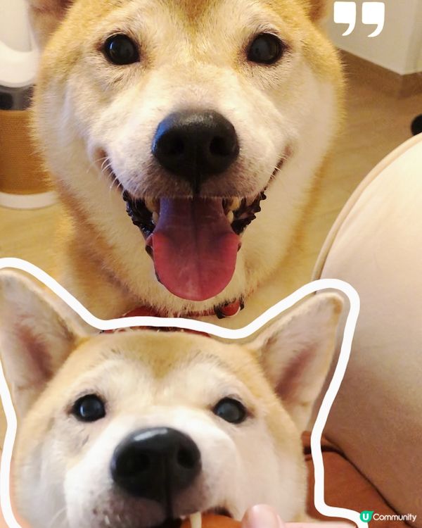 📎🐾🐾🐾