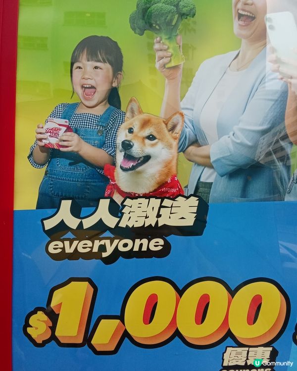 HK Shibu GuideDog