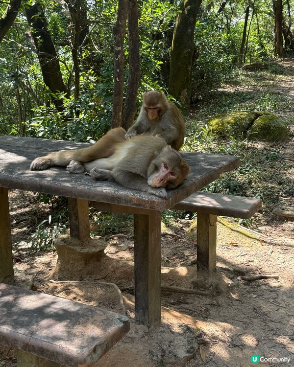 秋來了～ 行獅子山！