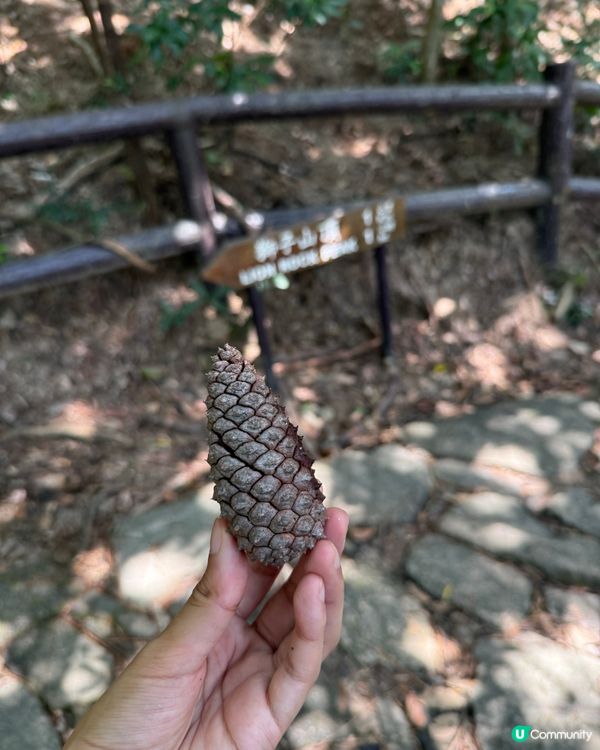 秋來了～ 行獅子山！