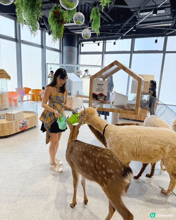 去到【Lollypet寵萌樂園】，相機根本停唔到手🤳🏻爆機模...