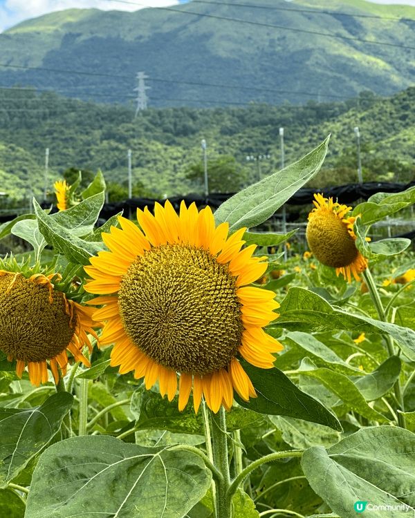 元朗信芯園太陽花係打卡熱點，每年夏天時去睇太陽花，花開得非常...