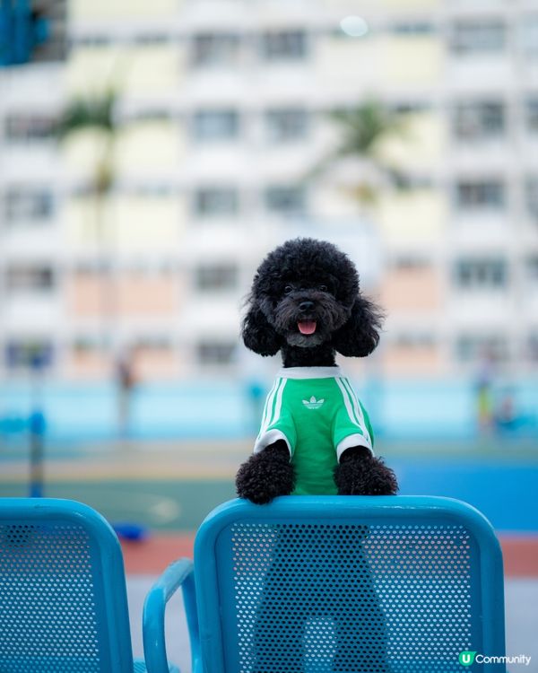 快消失的彩虹邨🌈