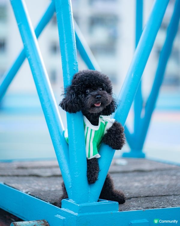 快消失的彩虹邨🌈