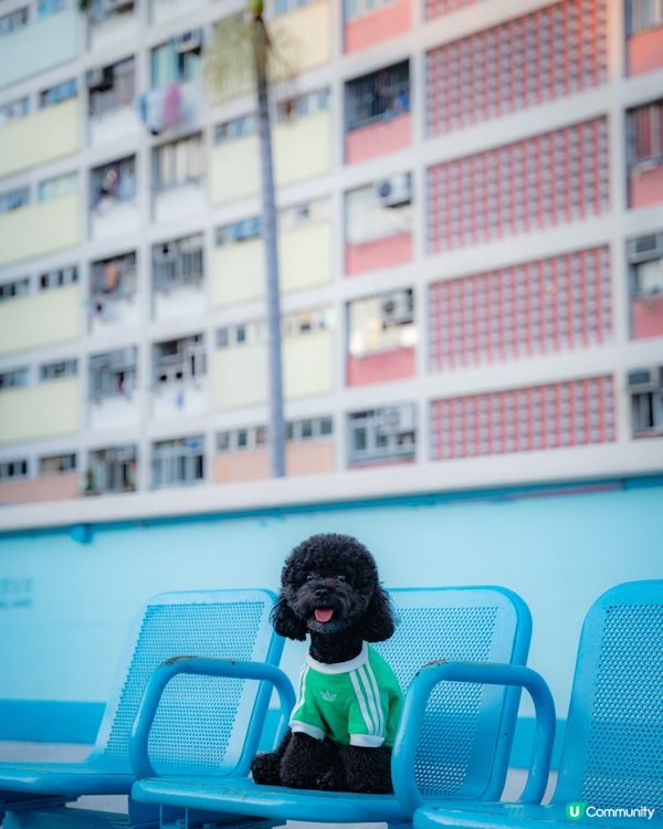 快消失的彩虹邨🌈