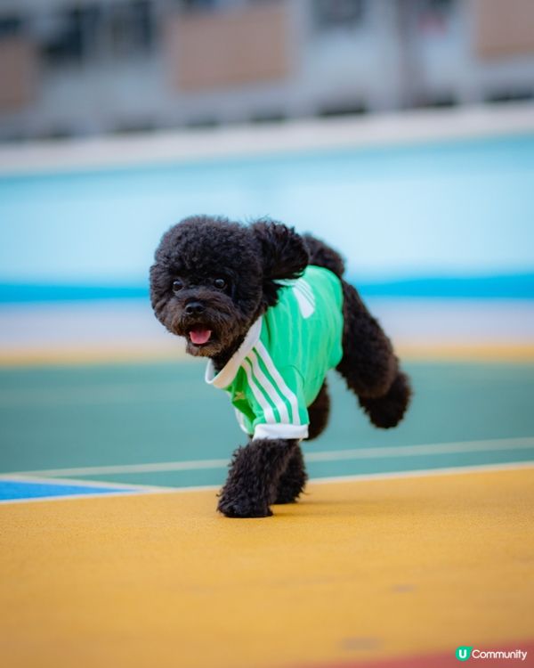 快消失的彩虹邨🌈