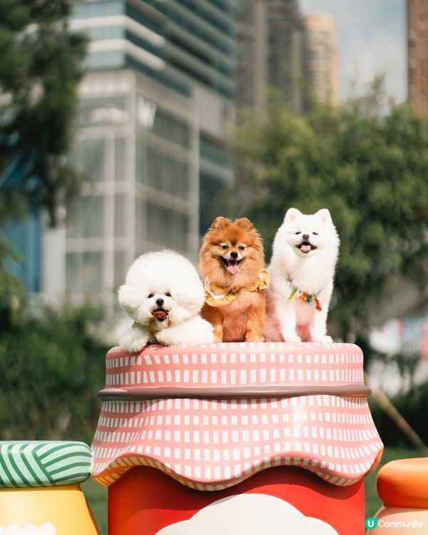 西九寵物俱樂部開張啦！🥳 帶埋毛孩去放電！