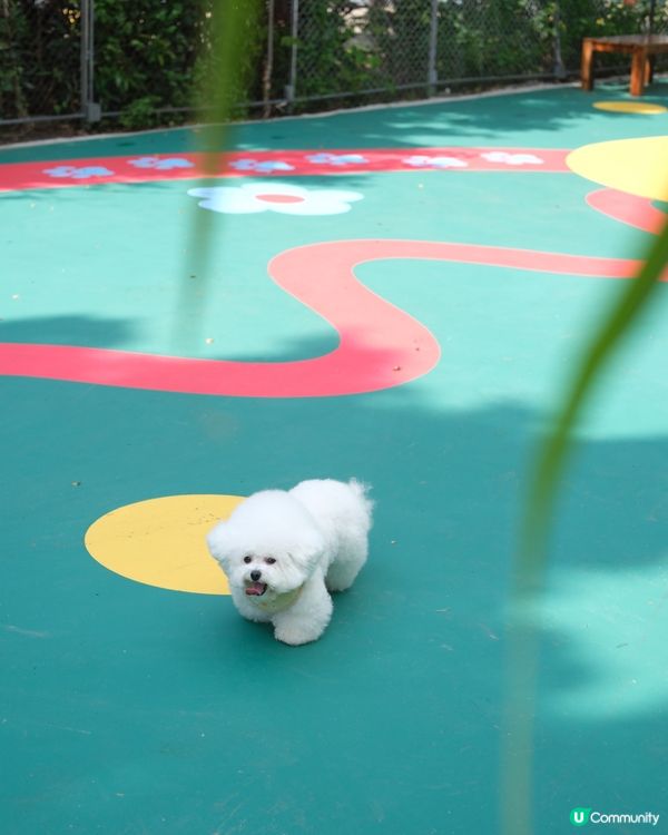 西九寵物俱樂部開張啦！🥳 帶埋毛孩去放電！