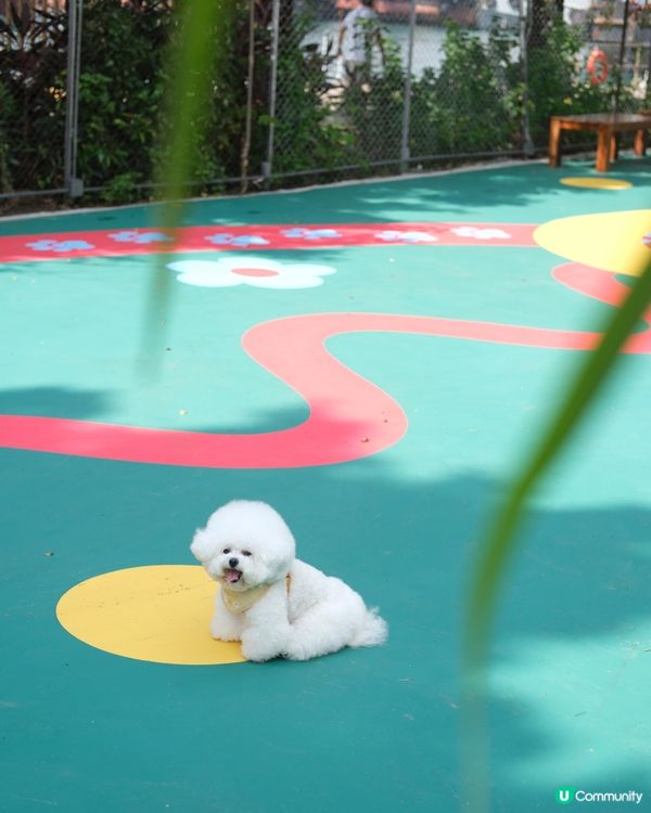 西九寵物俱樂部開張啦！🥳 帶埋毛孩去放電！