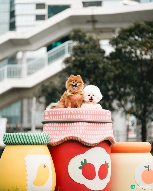 西九寵物俱樂部開張啦！🥳 帶埋毛孩去放電！