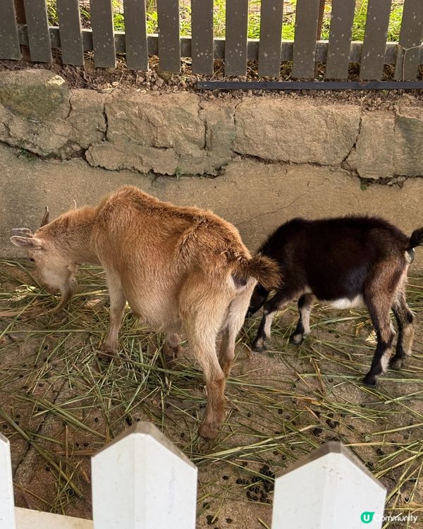香港唯一❗️農場鮮奶親子遊🥛