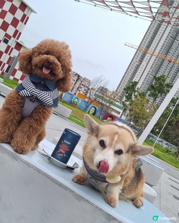 極效磷蝦粉！哥基仔都回春🤩🐶
