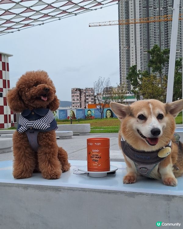 極效磷蝦粉！哥基仔都回春🤩🐶