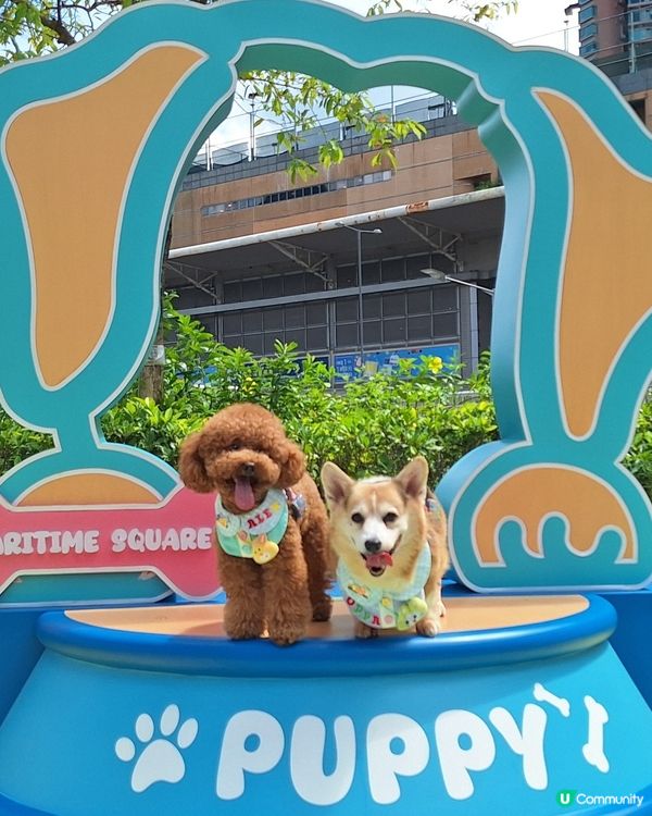 青衣城寵物樂園攻略！🐶🐱 放電打卡一流！📸