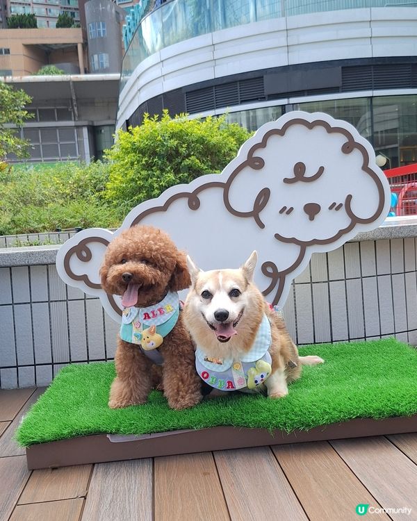 青衣城寵物樂園攻略！🐶🐱 放電打卡一流！📸