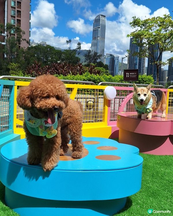 青衣城寵物樂園攻略！🐶🐱 放電打卡一流！📸