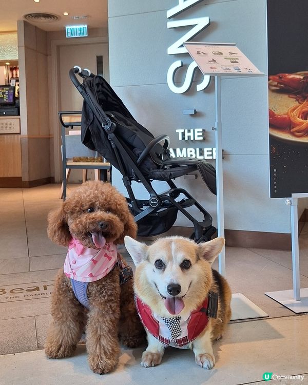 青衣城寵物友善餐廳！🥩🐶 歎和牛扒！😋