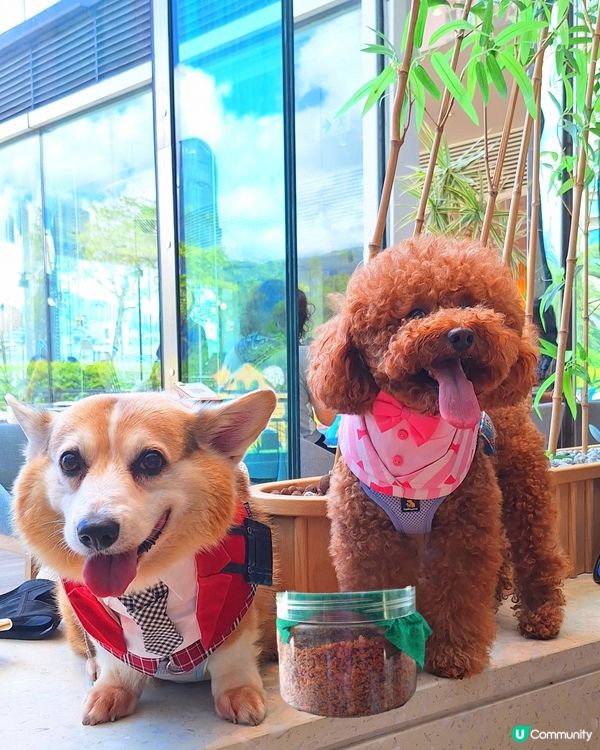 青衣城寵物友善餐廳！🥩🐶 歎和牛扒！😋