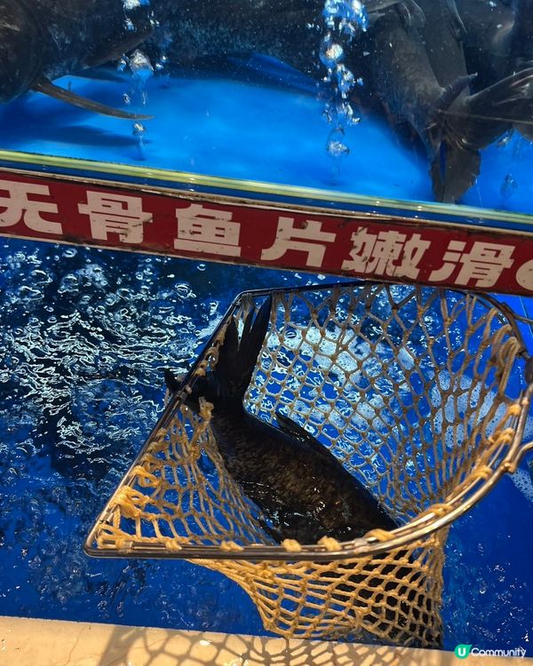 港人北上食到癲！魚羊鮮煲🤤！