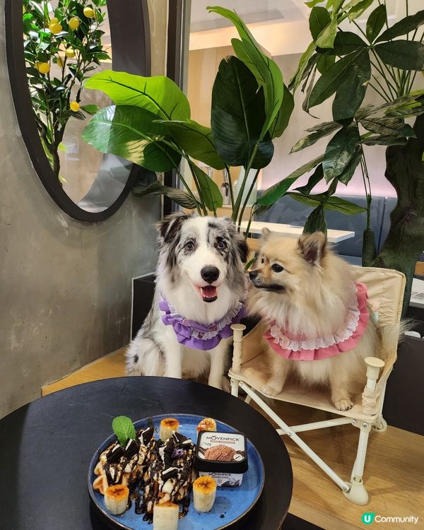 香焗開心果碎美國豬扒有驚喜