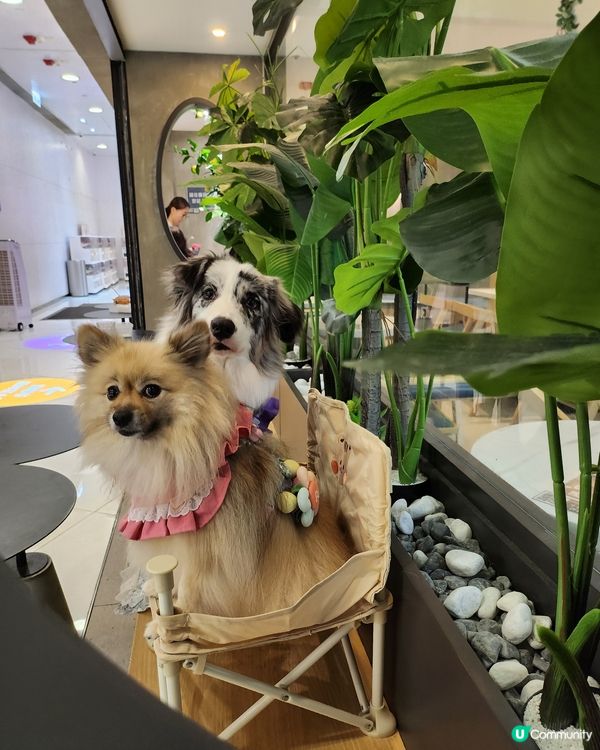 香焗開心果碎美國豬扒有驚喜