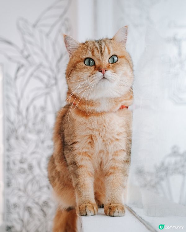 去左靚靚餐廳打卡